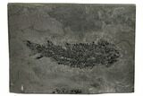 Devonian Lobe-Finned Fish (Osteolepis) - Scotland #177078-1
